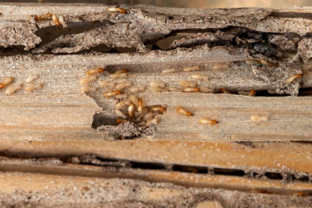 Best Ant Control Services  in San Marcos, TX